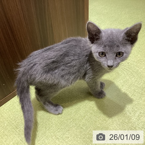 埼玉県のロシアンブルー (ペットプラス 羽生店/2025年10月23日生まれ/男の子/ブルー)の子猫の4枚目の画像