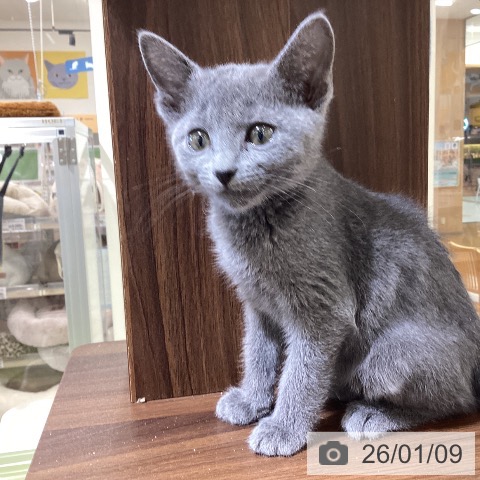 埼玉県のロシアンブルー (ペットプラス 羽生店/2025年10月23日生まれ/男の子/ブルー)の子猫の3枚目の画像