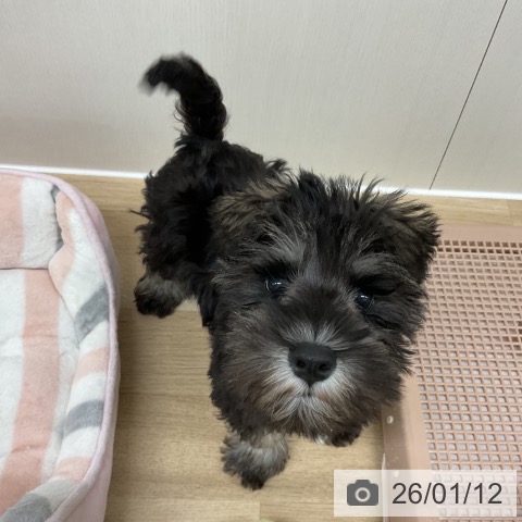 神奈川県のミニチュアシュナウザー (ペットプラス アミーゴ藤沢店/2025年10月21日生まれ/男の子/ソルトペッパー)の子犬の4枚目の画像