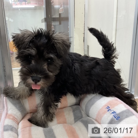 ミニチュア・シュナウザーの写真