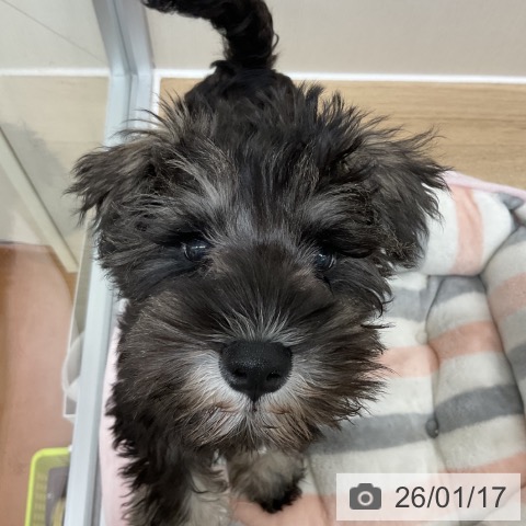 ミニチュア・シュナウザーの写真