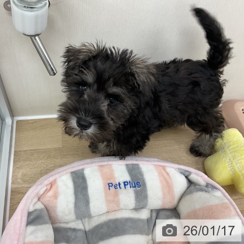 ミニチュア・シュナウザーの写真