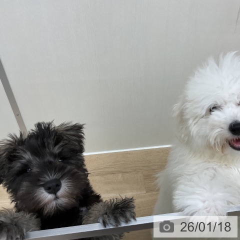 神奈川県のミニチュアシュナウザー (ペットプラス アミーゴ藤沢店/2025年10月21日生まれ/男の子/ソルトペッパー)の子犬の4枚目の画像