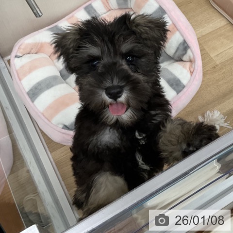 神奈川県のミニチュアシュナウザー (ペットプラス アミーゴ藤沢店/2025年10月21日生まれ/男の子/ソルトペッパー)の子犬の3枚目の画像