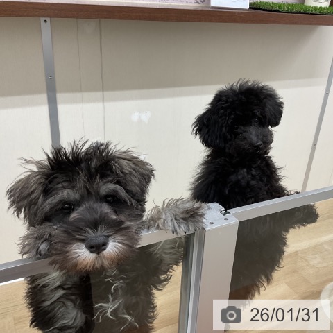 神奈川県のミニチュアシュナウザー (ペットプラス アミーゴ藤沢店/2025年10月21日生まれ/男の子/ソルトペッパー)の子犬の3枚目の画像