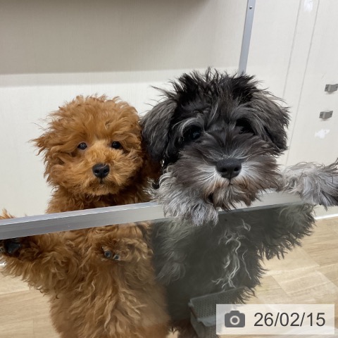 神奈川県のミニチュアシュナウザー (ペットプラス アミーゴ藤沢店/2025年10月21日生まれ/男の子/ソルトペッパー)の子犬の3枚目の画像