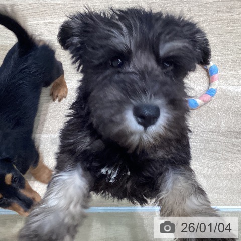 宮城県のミニチュアシュナウザー (ペットプラス 仙台泉大沢店/2025年10月21日生まれ/女の子/ブラックシルバー)の子犬の4枚目の画像