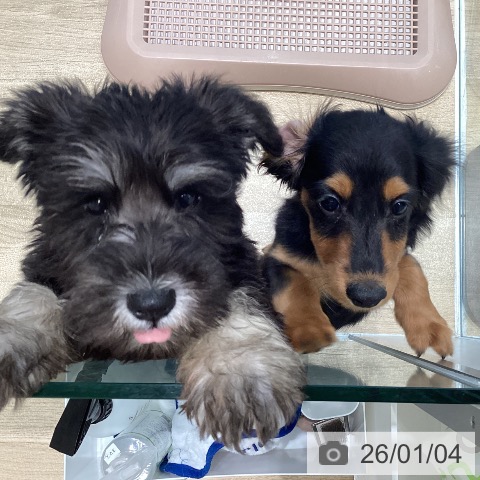 宮城県のミニチュアシュナウザー (ペットプラス 仙台泉大沢店/2025年10月21日生まれ/女の子/ブラックシルバー)の子犬の3枚目の画像