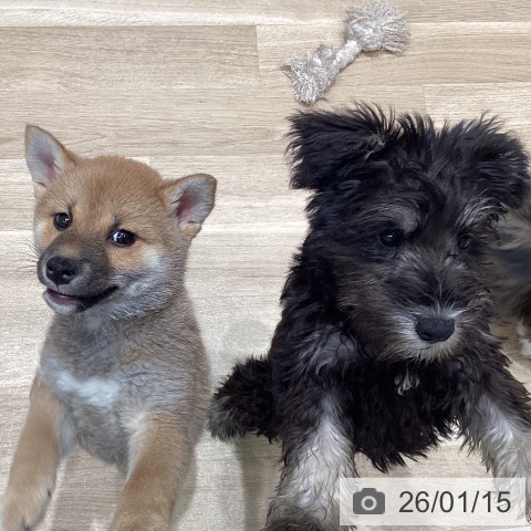 宮城県のミニチュアシュナウザー (ペットプラス 仙台泉大沢店/2025年10月21日生まれ/女の子/ブラックシルバー)の子犬の3枚目の画像