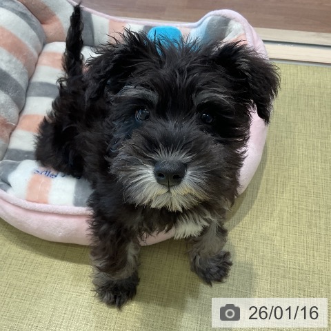 福島県のミニチュアシュナウザー (ペットプラス イオンタウン郡山店/2025年10月18日生まれ/男の子/ブラックシルバー)の子犬の3枚目の画像