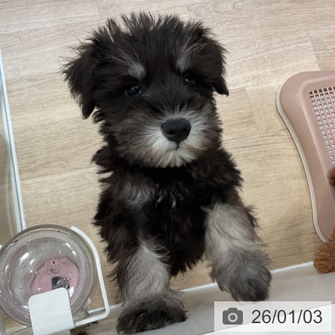 神奈川県のミニチュアシュナウザー (ペットプラス テラスモール湘南店/2025年10月18日生まれ/男の子/ブラックシルバー)の子犬の4枚目の画像