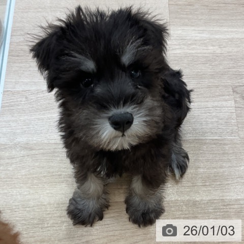 神奈川県のミニチュアシュナウザー (ペットプラス テラスモール湘南店/2025年10月18日生まれ/男の子/ブラックシルバー)の子犬の3枚目の画像