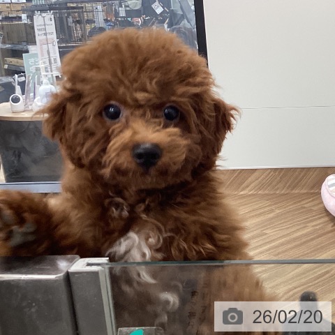 千葉県のトイプードル(トイ) (ペットプラス ユーカリが丘店/2025年10月23日生まれ/男の子/レッド)の子犬の4枚目の画像