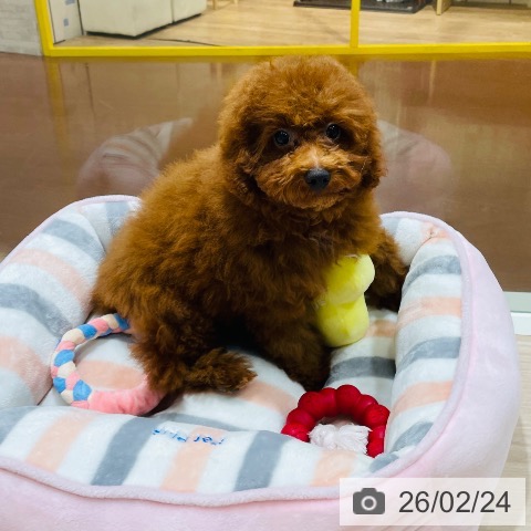 千葉県のトイプードル(トイ) (ペットプラス ユーカリが丘店/2025年10月23日生まれ/男の子/レッド)の子犬の3枚目の画像