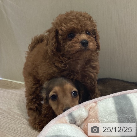 神奈川県のトイプードル(トイ) (ペットプラス 新百合丘店/2025年10月23日生まれ/男の子/レッド)の子犬の4枚目の画像