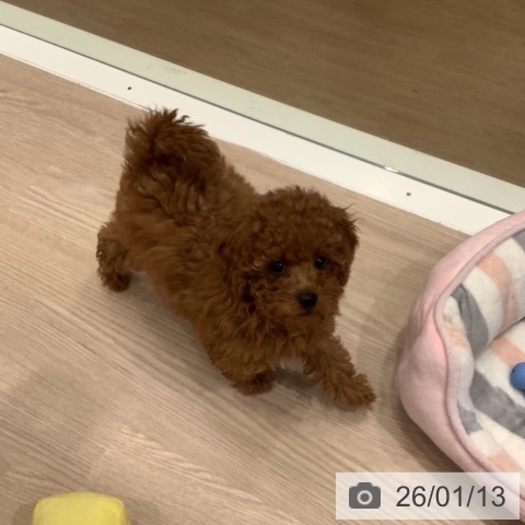 トイ・プードルの写真