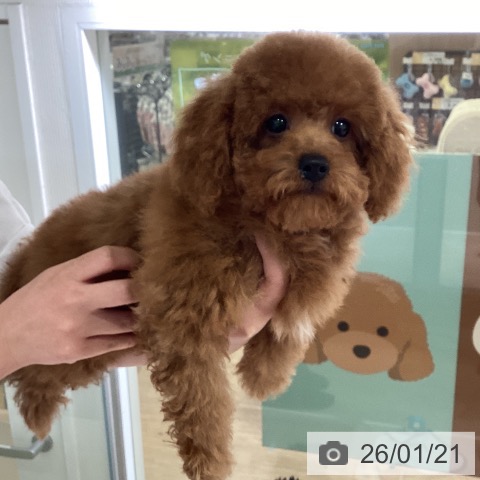 トイ・プードルの写真