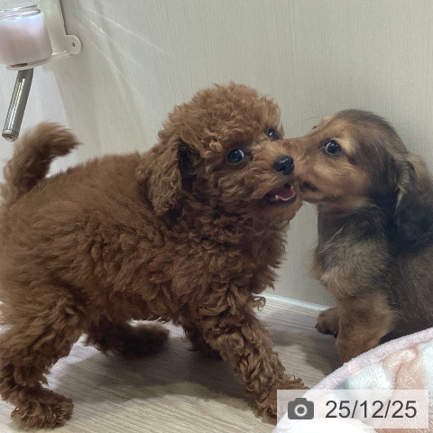 神奈川県のトイプードル(トイ) (ペットプラス 新百合丘店/2025年10月23日生まれ/男の子/レッド)の子犬の3枚目の画像