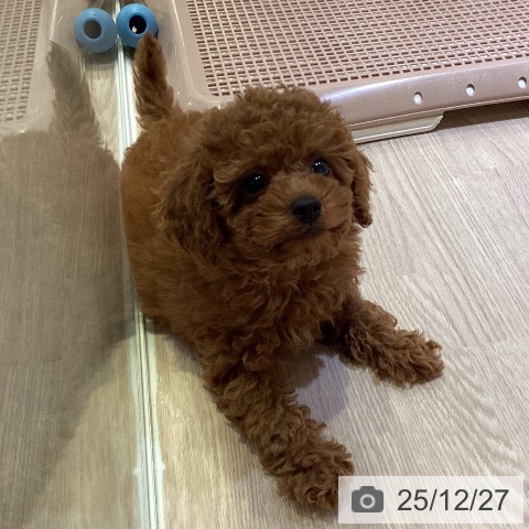 神奈川県のトイプードル(トイ) (ペットプラス 新百合丘店/2025年10月23日生まれ/男の子/レッド)の子犬の3枚目の画像