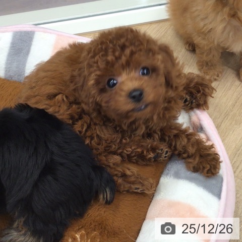 トイ・プードルの写真