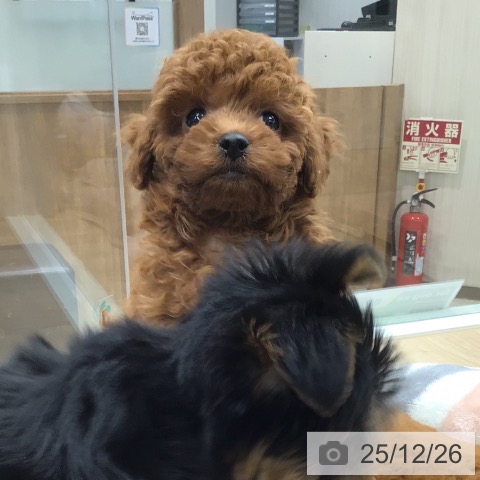 トイ・プードルの写真