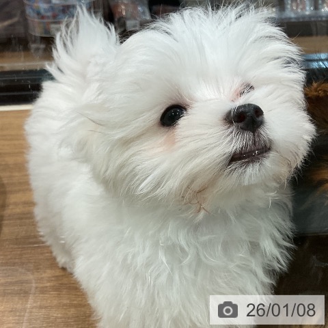 埼玉県のマルチーズ (ペッツワン 新座店/2025年10月16日生まれ/男の子/ホワイト)の子犬の4枚目の画像