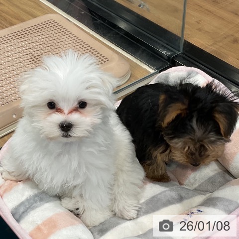 埼玉県のマルチーズ (ペッツワン 新座店/2025年10月16日生まれ/男の子/ホワイト)の子犬の3枚目の画像