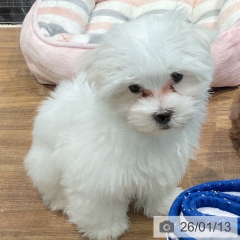 埼玉県のマルチーズ (ペッツワン 新座店/2025年10月16日生まれ/男の子/ホワイト)の子犬の3枚目の画像