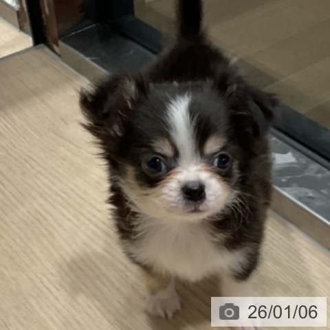 埼玉県のチワワ(ロング) (ペットプラス コクーンシティ店/2025年10月20日生まれ/男の子/ブラックタンホワイト)の子犬の4枚目の画像