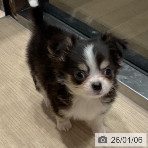 埼玉県のチワワ(ロング) (ペットプラス コクーンシティ店/2025年10月20日生まれ/男の子/ブラックタンホワイト)の子犬の3枚目の画像