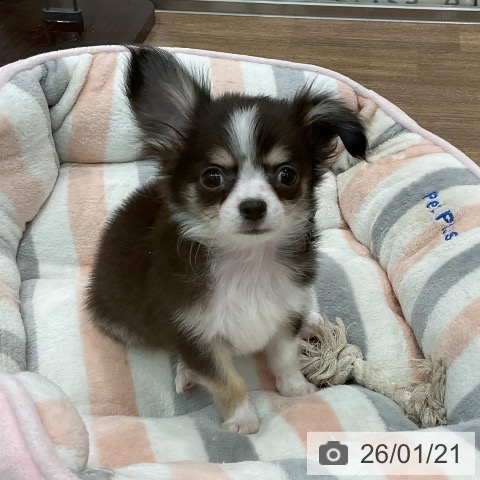 埼玉県のチワワ(ロング) (ペッツワン 吉川美南店/2025年10月20日生まれ/男の子/ブラックタンホワイト)の子犬の4枚目の画像