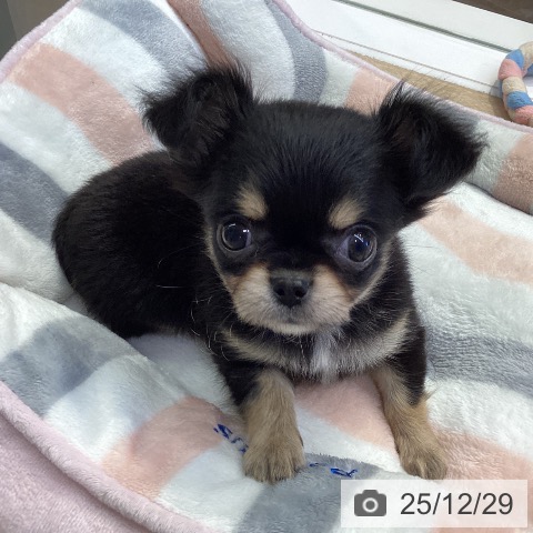 神奈川県のチワワ(ロング) (ペットプラス 座間店/2025年10月20日生まれ/女の子/ブラックタンホワイト)の子犬の4枚目の画像