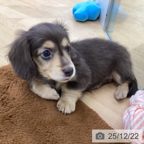 埼玉県のミニチュアダックスフンド(ロング) (ペットプラス 羽生店/2025年10月23日生まれ/女の子/チョコレートタン)の子犬の3枚目の画像