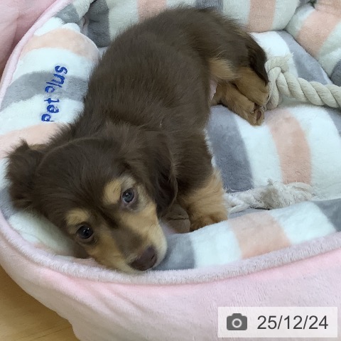 埼玉県のミニチュアダックスフンド(ロング) (ペットプラス 羽生店/2025年10月23日生まれ/女の子/チョコレートタン)の子犬の3枚目の画像