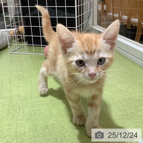 埼玉県のアメリカンショートヘアー (ペットプラス 羽生店/2025年10月18日生まれ/男の子/レッドタビー)の子猫の4枚目の画像