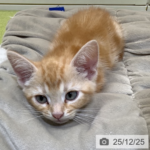 埼玉県のアメリカンショートヘアー (ペットプラス 羽生店/2025年10月18日生まれ/男の子/レッドタビー)の子猫の3枚目の画像