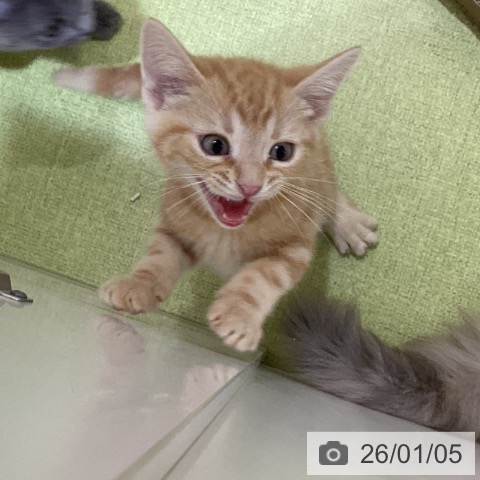 埼玉県のアメリカンショートヘアー (ペットプラス 羽生店/2025年10月18日生まれ/男の子/レッドタビー)の子猫の4枚目の画像