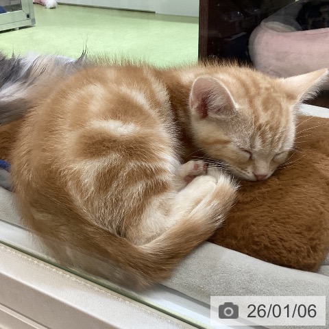 埼玉県のアメリカンショートヘアー (ペットプラス 羽生店/2025年10月18日生まれ/男の子/レッドタビー)の子猫の3枚目の画像