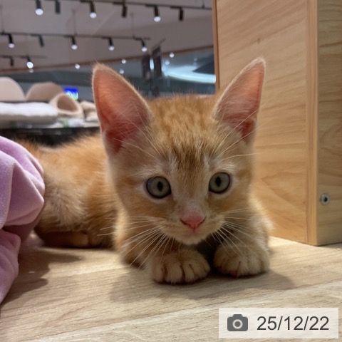 群馬県のアメリカンショートヘアー (ペットプラス イオンモール太田店/2025年10月18日生まれ/男の子/レッドタビー)の子猫の3枚目の画像