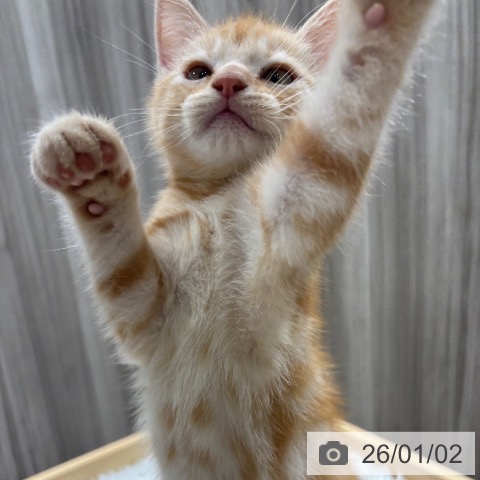 千葉県のアメリカンショートヘアー (ペットプラス 木更津店/2025年10月18日生まれ/男の子/クリームタビー)の子猫の4枚目の画像