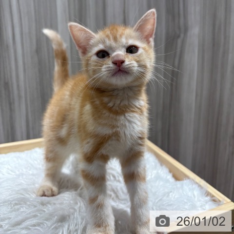 千葉県のアメリカンショートヘアー (ペットプラス 木更津店/2025年10月18日生まれ/男の子/クリームタビー)の子猫の3枚目の画像