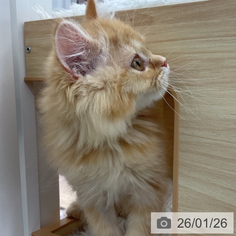 群馬県のマンチカン (ペットプラス イオンモール太田店/2025年10月16日生まれ/男の子/レッドタビー)の子猫の4枚目の画像