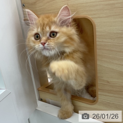 群馬県のマンチカン (ペットプラス イオンモール太田店/2025年10月16日生まれ/男の子/レッドタビー)の子猫の3枚目の画像