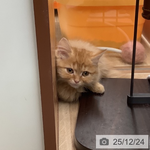 埼玉県のマンチカン (ペットプラス ららぽーと富士見店/2025年10月16日生まれ/女の子/レッドタビー)の子猫の3枚目の画像