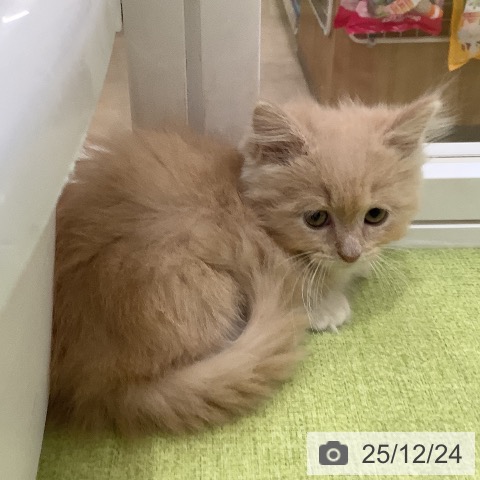 埼玉県のマンチカン (ペットプラス 羽生店/2025年10月16日生まれ/男の子/クリームタビーホワイト)の子猫の4枚目の画像