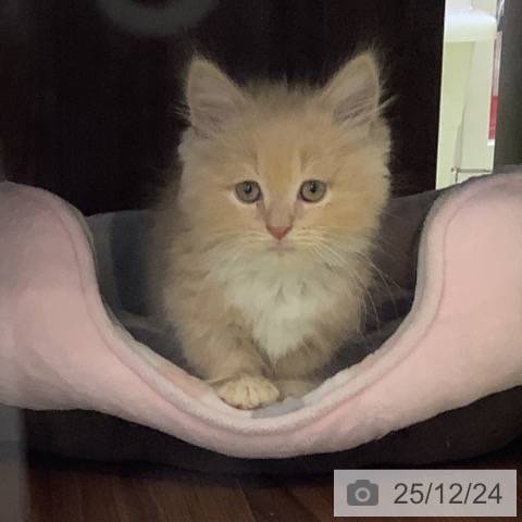 埼玉県のマンチカン (ペットプラス 羽生店/2025年10月16日生まれ/男の子/クリームタビーホワイト)の子猫の3枚目の画像