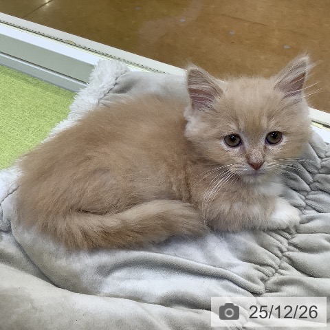 埼玉県のマンチカン (ペットプラス 羽生店/2025年10月16日生まれ/男の子/クリームタビーホワイト)の子猫の3枚目の画像