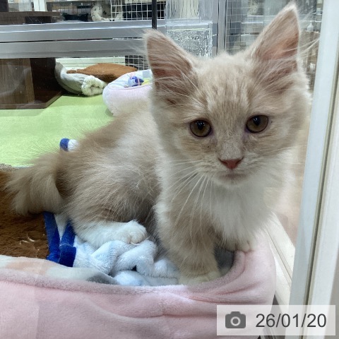 埼玉県のマンチカン (ペットプラス 羽生店/2025年10月16日生まれ/男の子/クリームタビーホワイト)の子猫の3枚目の画像