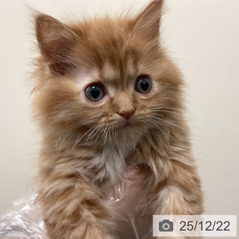 埼玉県のマンチカン (ペットプラス ピオニウォーク東松山店/2025年10月23日生まれ/女の子/レッドタビーホワイト)の子猫の4枚目の画像