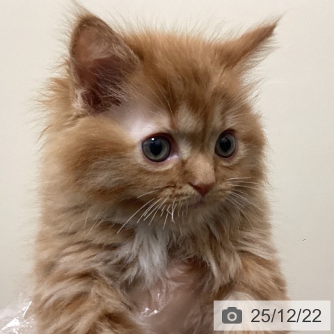 埼玉県のマンチカン (ペットプラス ピオニウォーク東松山店/2025年10月23日生まれ/女の子/レッドタビーホワイト)の子猫の3枚目の画像